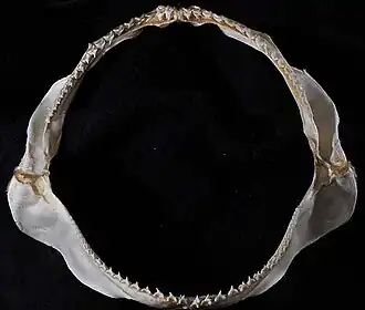 Čelisti, které zahrnují ostré, avšak na žraloka velmi malé zuby