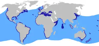 Rozšíření (modrá)