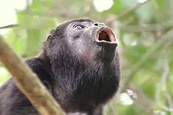 Záběr na hlavu volajícího vřešťana pláštíkového