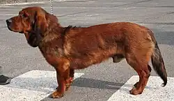 alpský jezevčíkovitý brakýř