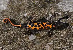 Čolek dravý položený na zádech s oranžově zbarveným břichem s černými skvrnami