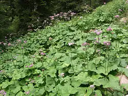 Bohatý porost haveze česnáčkové