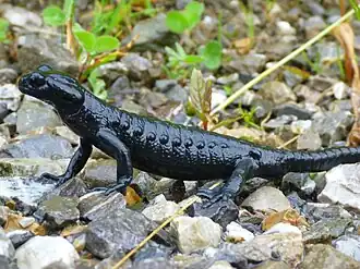 alternativní popis obrázku chybí