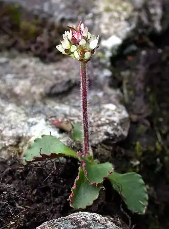 alternativní popis obrázku chybí