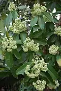 Alstonia scholaris