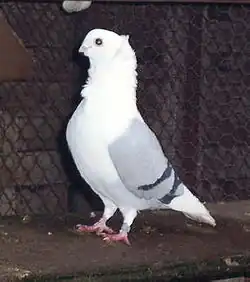 Staroněmecký racek modrý pruhový