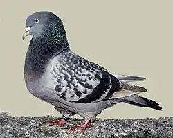 Altenburský bublák modrý kapratý