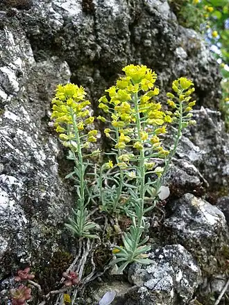Tařinka horská (Alyssum montanum)