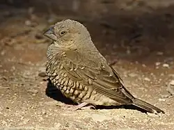 Samička amadiny červenohlavé