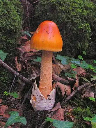 alternativní popis obrázku chybí