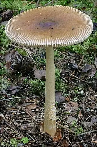 alternativní popis obrázku chybí