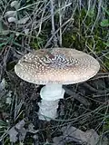 Plodnice muchomůrky tygrované s hladkým, nerýhovaným prstenem