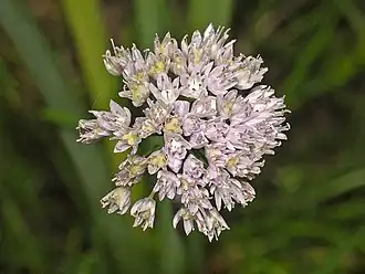 Česnek tuhý (Allium strictum)
