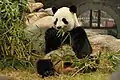 Kouzelná asijská zvířata – panda Ying Ying