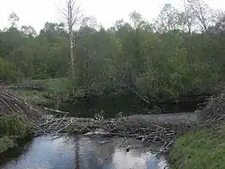 Bobří hráz na Amble