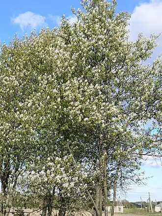 alternativní popis obrázku chybí