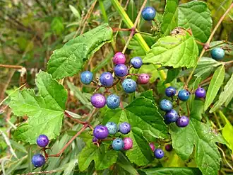 alternativní popis obrázku chybí