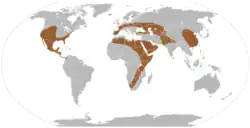 Území, kde byly nalezeny fosilie zástupců čeledi Amphicyonidae