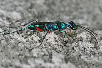 alternativní popis obrázku chybí