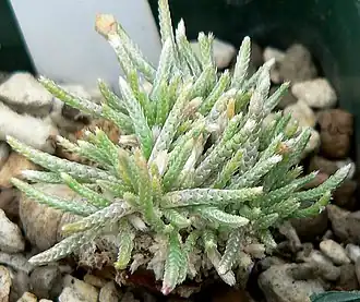 alternativní popis obrázku chybí