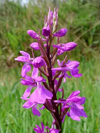 Vstavač bahenní (Orchis palustris Mallorca)
