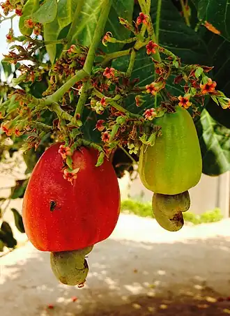 alternativní popis obrázku chybí