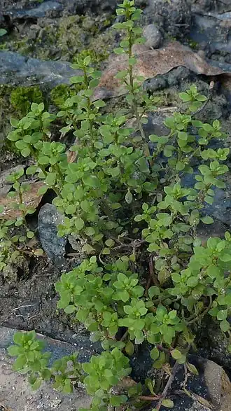 alternativní popis obrázku chybí