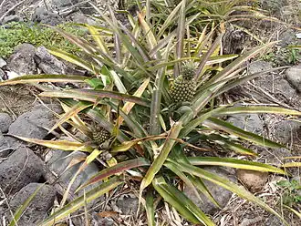 alternativní popis obrázku chybí