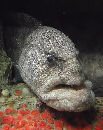 alternativní popis obrázku chybí