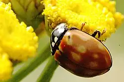 Dospělý jedinec bez černých skvrn