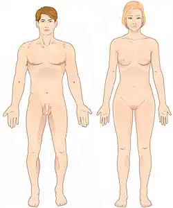 Muž a žena, standardní anatomická poloha těla