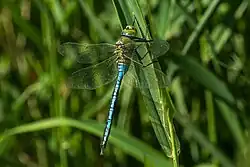 Samec (říčka Rokytka v Praze)