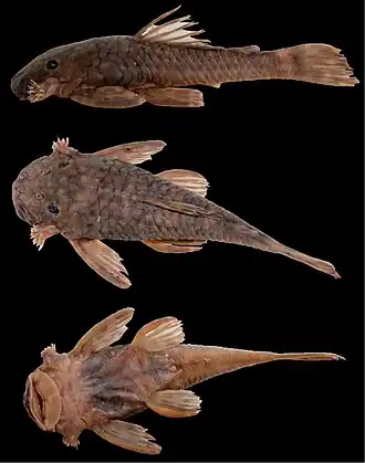 popis obrázku chybí