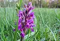 Prstnatec májový (Dactylorhiza majalis)
