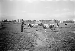 Anders Nymanin tilan lehmiä Marjaniemen pelloilla, taustalla Puotinharjun kerrostaloja Raaseporintien ja Turunlinnantien varrella, 1966