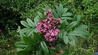 alternativní popis obrázku chybí