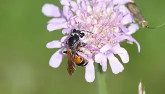 alternativní popis obrázku chybí