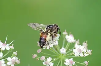 alternativní popis obrázku chybí