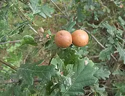 Dvě kulaté hálky na olistěné větvičce