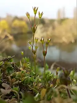 Pochybek prodloužený (A. elongata)