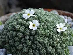 Polštářovitý vysokohorský pochybek A. helvetica