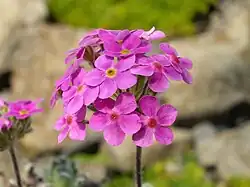 Detail květenství pochybku křovištního (A. sarmentosa)