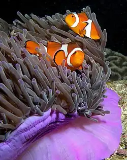 Sasanka velkolepá (Heteractis magnifica) a rezidentí ryba (Amphiprion ocellaris) (klaun očkatý), Východní Timor