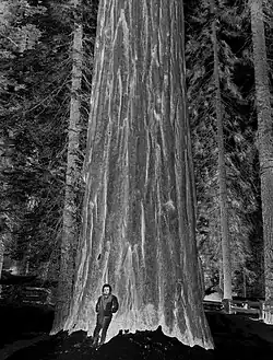 Fotografie ze série Negative Book