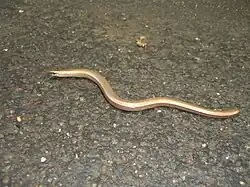 Slepýš křehký (Anguis fragilis)