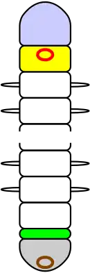 Zjednodušená kresba kroužkovce s vyznačeným prostomiem, peristomiem, pygidiem, ústy a anem