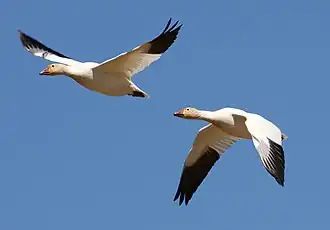 alternativní popis obrázku chybí