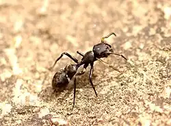 Fotografie skákavky, která se velmi podobá mravenci