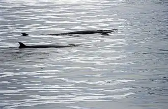 alternativní popis obrázku chybí