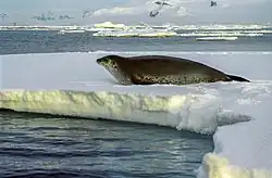 Tmavý tuleň na ledové kře